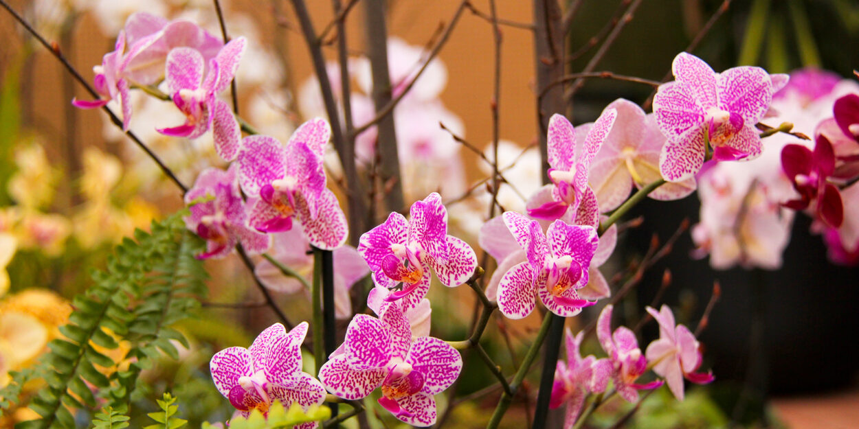 Orchideen 14b