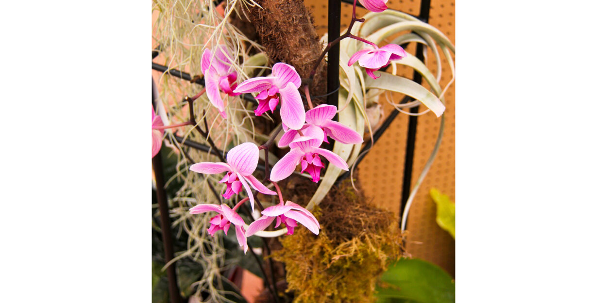 Orchideen 12b
